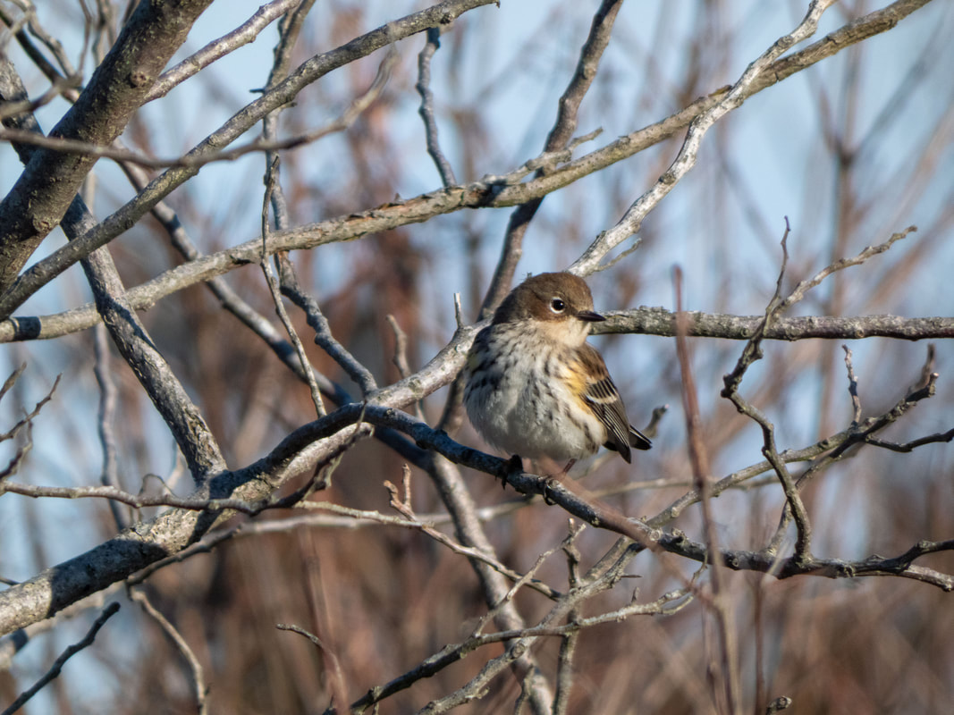 Butterbutt