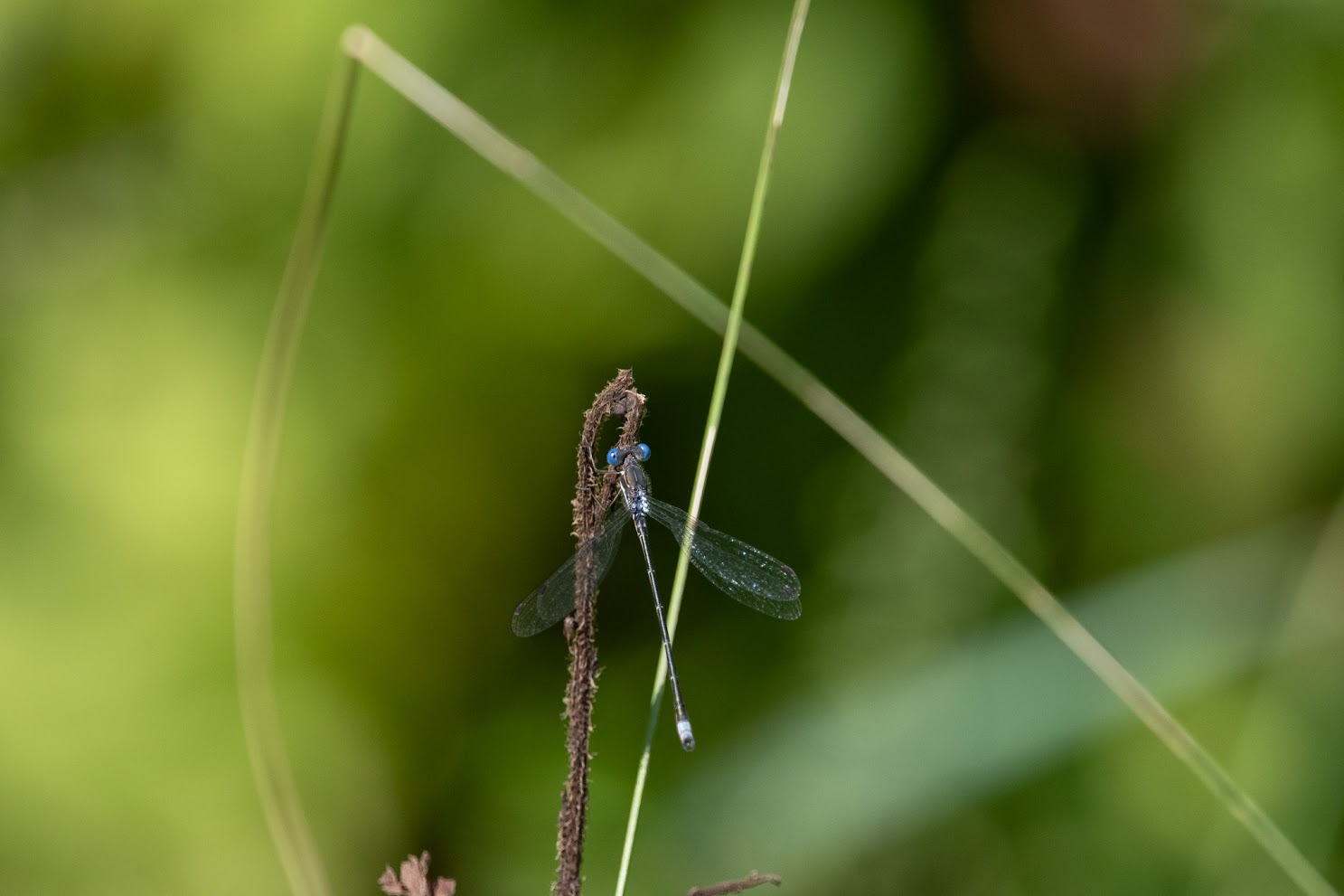Damselfly!
