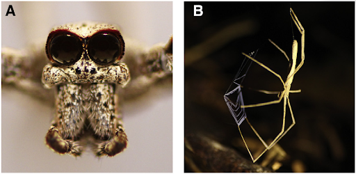 deinopis