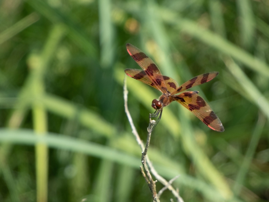 Halloween Pennant dragonfly